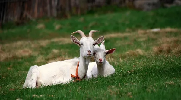 6 самых популярных восточных пород коз и особенности их содержания. Какие породы коз бывают. 4