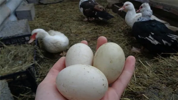 Когда индоутки начинают нести яйца и какова их яйценоскость. Индоутки когда начинают нести яйца. 1