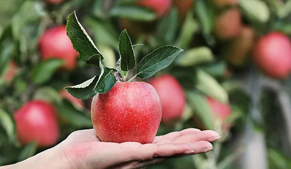 Свежие яблоки круглый год, или как хранить плоды в погребе на зиму. Как хранить яблоки на зиму в погребе. 12