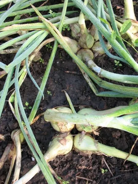 Проверенные методы, как сохранить лук севок до весны в домашних условиях. Как хранить лук севок до посадки. 8