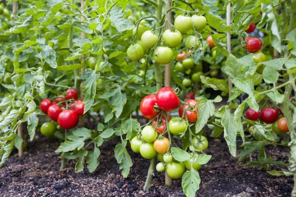 Как вырастить хороший урожай помидор в открытом грунте. Как правильно вырастить помидоры в открытом грунте. 8