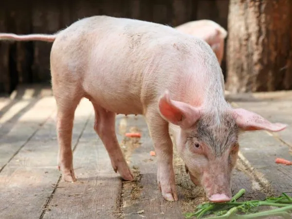 Стимуляторы роста для свиней: виды, рейтинг производителей и правила выбора. Какие добавки нужны поросятам для роста. 3