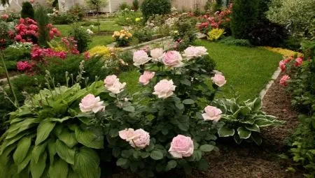 Хорошие соседи для роз: какие растения можно посадить рядом с королевой сада. Что можно сажать рядом с розами. 7