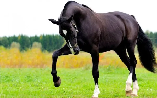 Вороной конь: особенности масти и историческое значение. Что значит вороной конь. 6