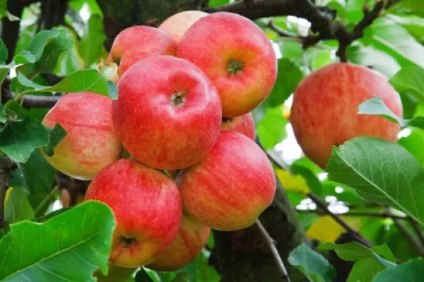 Сколько раз и на какой год после посадки плодоносит яблоня. Сколько раз в жизни плодоносит яблоня. 3