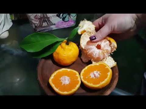 Выращивание мандарина сорта «Уншиу» в домашних условиях. Как размножаются мандарины без косточек. 17