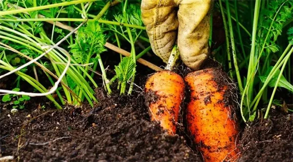 Совместные посадки: соседи моркови на грядке, с чем сажать. Чем можно сажать морковку. 15