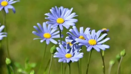 Голубая ромашка — растение с отличительными особенностями. Голубые ромашки как называются. 14