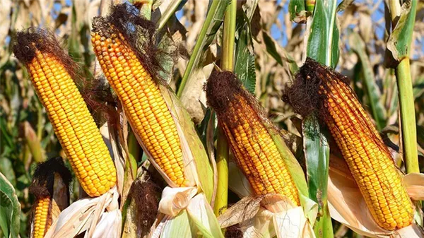 Когда созревает кукуруза и как узнать о ее спелости. Когда убирают кукурузу с полей. 31