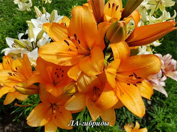 Цветы лилии садовые – посадка и уход, размножение. Как ухаживать за лилиями. 13