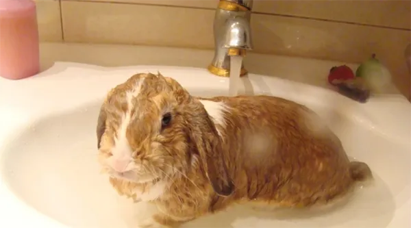 Можно ли купать декоративного кролика - правила гигиены пушистого любимца. Как мыть кролика в домашних условиях. 8