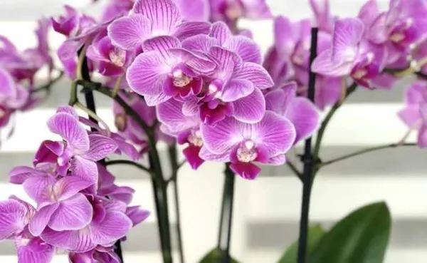 Ароматная и пышная орхидея Мультифлора: что это за цветок, его фото и выращивание. Орхидея мультифлора что это значит. 9