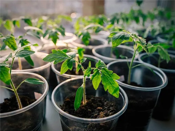 Томаты в апреле: посев без пикировки – ускоренный метод для опоздавших. Как посеять томаты на рассаду без пикировки. 23