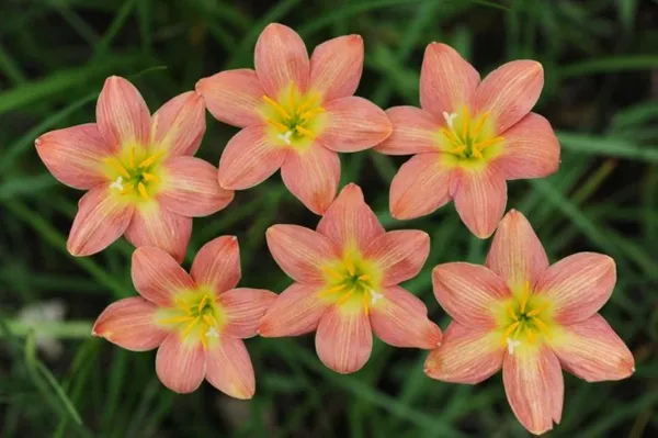 Теплолюбивый цветок «Зефирантес» (Выскочка): описание, уход в домашних условиях и фото. Цветок выскочка комнатный как ухаживать. 13