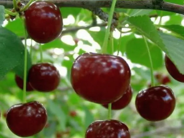 Лучшие сорта вишни для северо запада. Какие плодовые культуры выращивают в мурманской области. 11