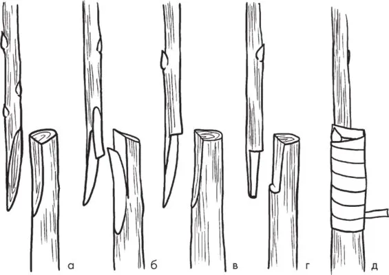 Как привить абрикос на сливу. Как привить абрикос на сливу. 6