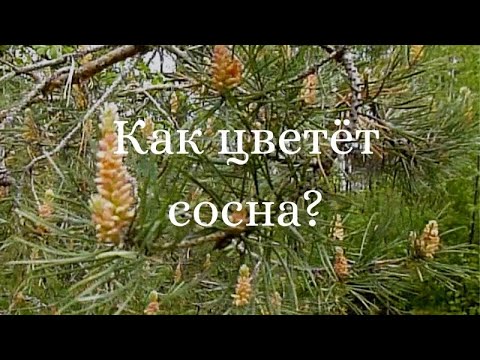 Особенности цветения сосны 11