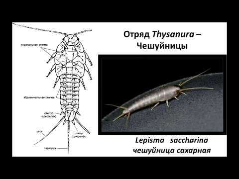 Маленькие белые жучки в квартире 10