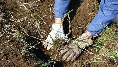 Нюансы посадки крыжовника весной в открытый грунт 13