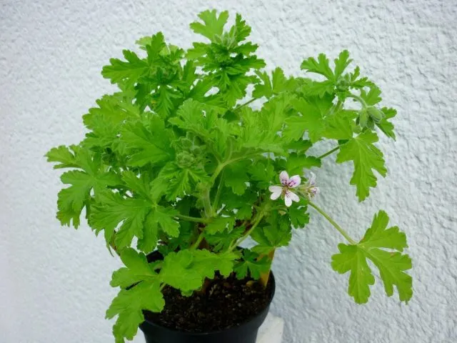 Пеларгония душистая (Pelargonium graveolens)