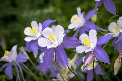 Аквилегия, или водосбор (Aquilegia)