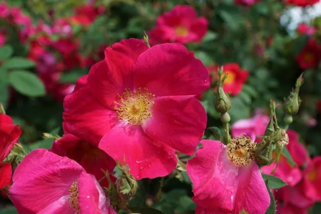 Шиповник собачий (Rosa canina). Ботаническая иллюстрация