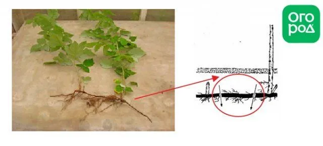 Корневые черенки малины