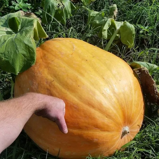 Тыква Атлант, или Атлантик Гигант (Atlantic Giant Pumpkin)