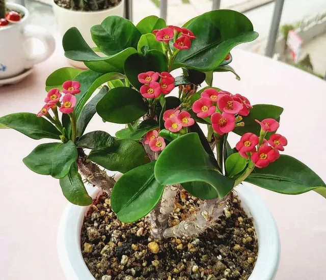 Молочай Миля (Euphorbia milii)