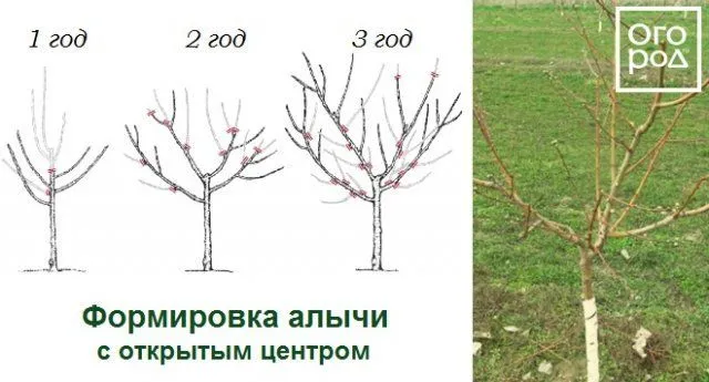 Формировка алычи с открытым центром