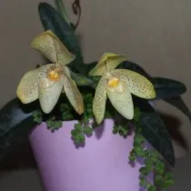 Пафиопедилум одноцветный (Paphiopedilum concolor)