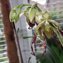 Пафиопедилум Пэриша (Paphiopedilum parishii)