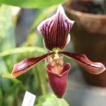 Пафиопедилум Гарриса (Paphiopedilum harrisianum)