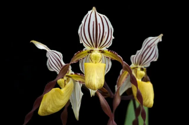 Пафиопедильюм филлипинский (Paphiopedilum philippinense