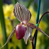 Пафиопедилюм Ротшильда (Paphiopedilum rothschildianum)