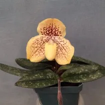 Пафиопедилум хорошенький (Paphiopedilum conco-bellatulum)