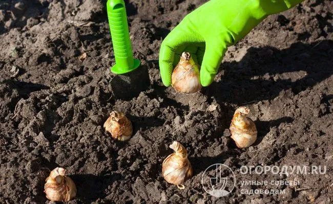 При необходимости посадить нарциссы весной, следует дождаться полного оттаивания почвы