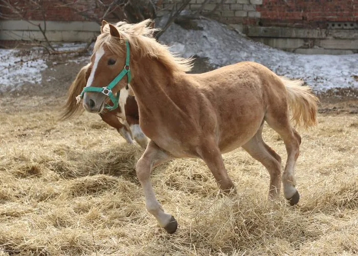 Аллюр имеет плюсы и минусы