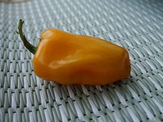 Перец сладкий Мохаук гольд (Capsicum annuum ‘Mohawk Gold F1’)