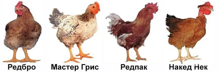 Цветные бройлеры