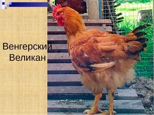 Куры венгерский великан