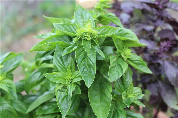 basil-total-ge35111155_1920.jpg