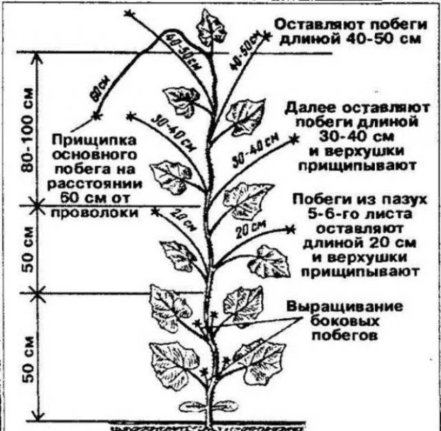 схема прищипки огурцов