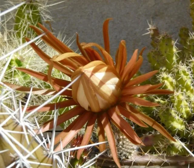 Селеницереус крылоцветковый (Selenicereus pteranthus)