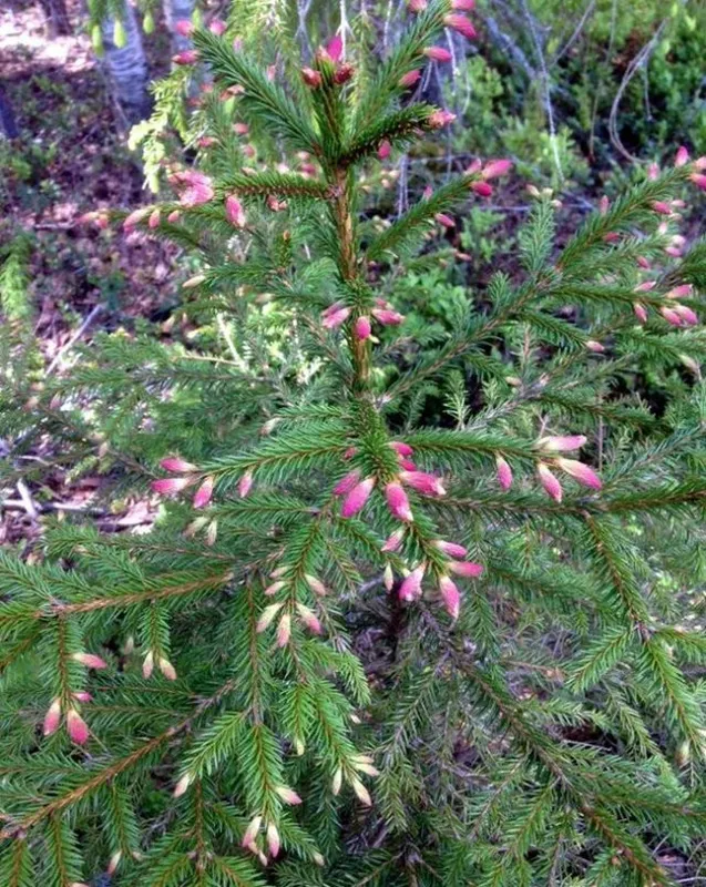 Ель обыкновенная Смальтрон (Picea abies 'Smultron')