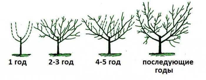 Правила обрезки айвы