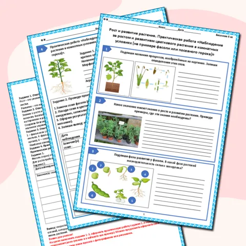 Рабочий лист Рост и развитие растения. Практическая работа Наблюдение за ростом и развитием цветкового растения в комнатных условиях (на примере фасоли или посевного гороха)