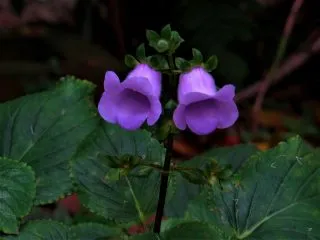 Глоксиния многолетняя, или крапчатая (Gloxinia perennis)