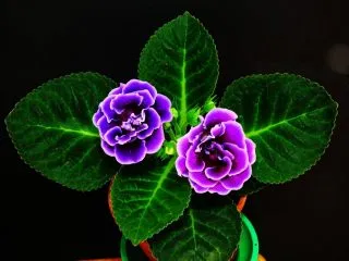 Глоксиния прекрасная (Gloxinia speciosa)