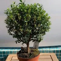 Мирт обыкновенный (Myrtus communis), сорт 